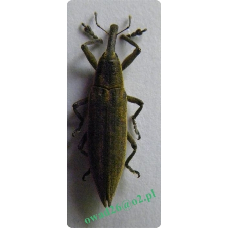 Lixus iridis Olivier, 1807 Kulczanka kosaćcówka